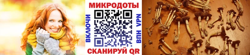 Галлюциногенные грибы Psilocybe  где можно купить наркотик  Новочеркасск 